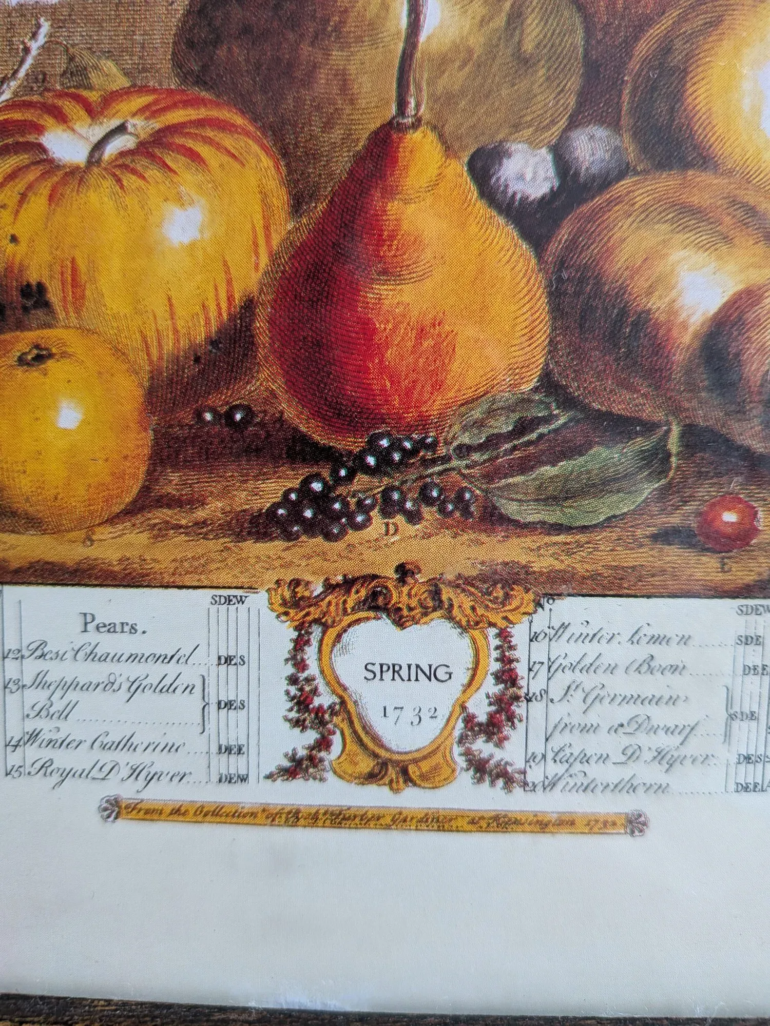 Vintage Botanisk Fruktillustration 'Vår 1732' i Träram - Bild 4