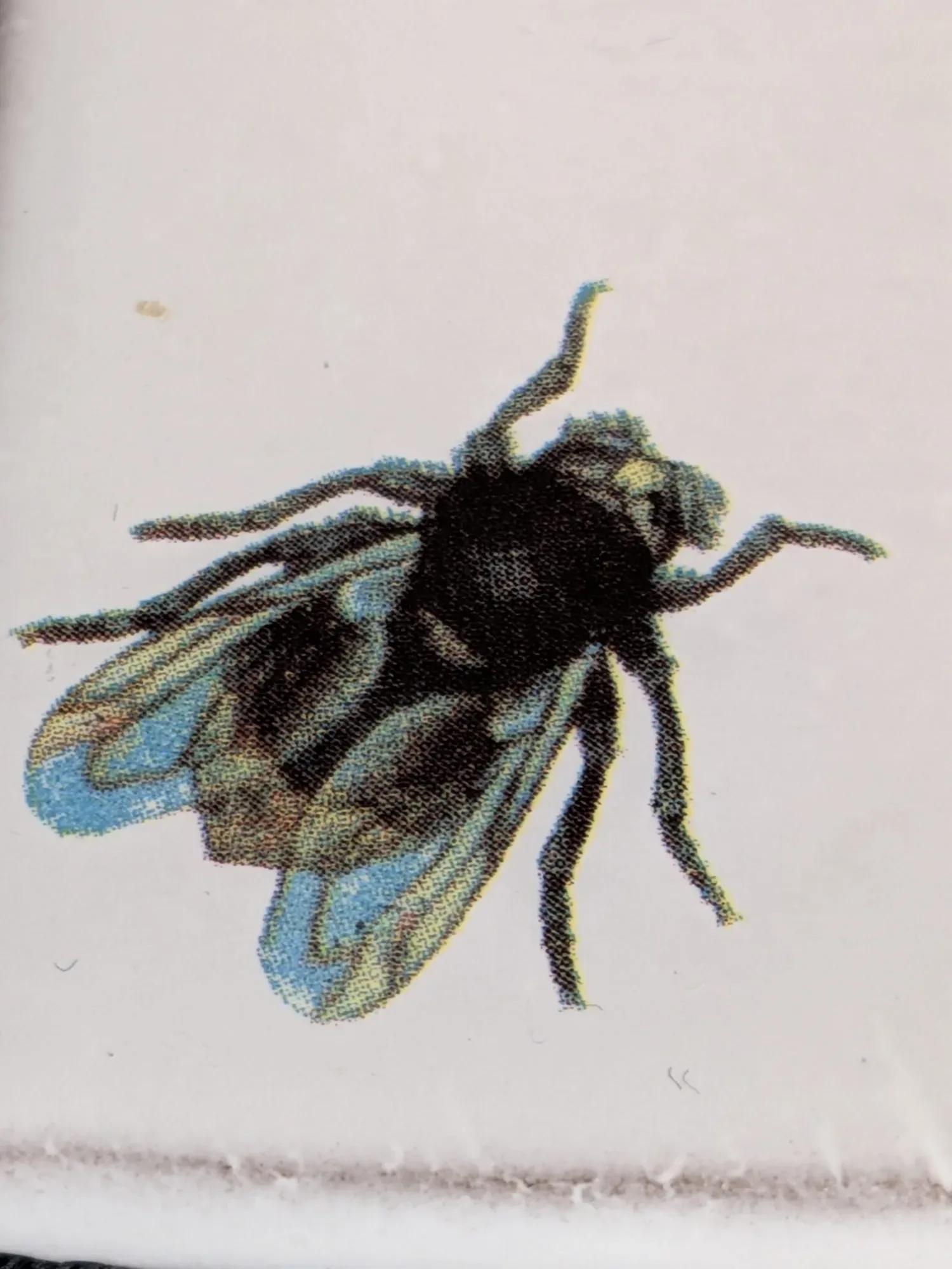 John Derian & Astier de Villatte Keramikplatta med Fluga 1 av 3 - Bild 6